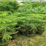 Well Watered Araucaria Cookie Plant, For Garden at Rs 105/plant in Saharanpur Araucaria Cookie Plant