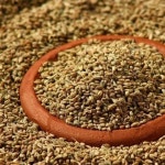 Ajwain , Ajowan, Carom, Anis, Or Anise Seed, 50 Kg at Rs 105/kg in Neemuch Ajwain , Ajowan, Carom, Anis, Or Anise Seed