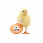 AP308 Yellow Broiler IB AP95 Ross308 Chicks, 45g, Age: 1 Day, Rs 17/piece | ID: 25406919248 Broiler Ib Ap95 Ross308 Chicks