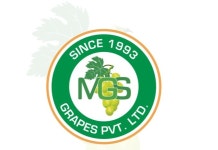 Manufacturer of Dried Raisin & Fresh Grapes by MGS Grapes Private Limited, Dindori