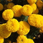KIMCO - Omni Gold Plus - G+ Hybrid Gold Marigold Seed, For Agriculture, Pack Size: 1000 Seeds, Rs 1800/packet | ID: 18340391473... 