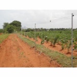 Prime Tech Hot Dip Galvanized Agricultural Fencing, Rs 39900/acre | ID: 21227466262 Agricultural Fencing
