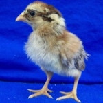 Aseel Country Chicks, Age: 2-5 Days, Packaging Type: Carton Box, Rs 35 /piece | ID: 20792910673 Aseel Country Chicks