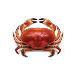 Sea Crab at Rs 150/kilogram | Sea Crab | ID: 16239302412 Sea Crab