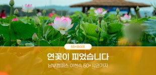 서울시 50+ 남부캠퍼스 | 연꽃이 피었습니다 연꽃이 피었습니다
