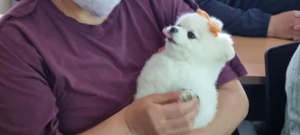 서울시 성북센터 | <펫시터 양성과정> 1회차 강좌후기 : 펫시터! 나도 할 수 있을까? &lt;펫시터 양성과정&gt; 1회차 강좌후기 : 펫시터! 나도 할... 