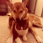 외방커뮤니티 > 애완동물 > 우리 냥이와 시바견 남매 좀 구경해줄랭?