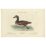White Duck - 394 For Sale on 1stDibs