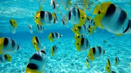 Australia & South Pacific Pictures: View Photos & Images of Australia & South Pacific