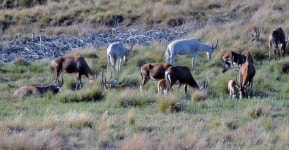 아프리카스콥, 남아프리카 Vacation Rentals - Airbnb