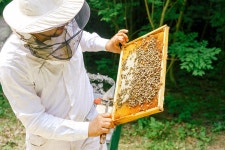 도시 농장에서 꿀벌을 만나보세요 - Airbnb