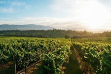 야라밸리에서 즐기는 와인, 음악, 치즈, 사이더 - Airbnb