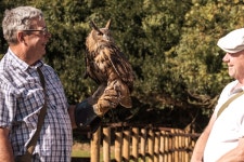 부엉이와 매를 만나는 진기한 체험(반나절) - Airbnb