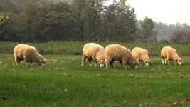 오늘의 TV | 온에어 | 전 국민의 평생학교 EBS 부모-생활보감 [저 푸른 초원 위에 ~, 젖소 엄마의 목장 인생]