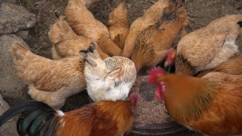 오늘의 TV | 온에어 | 전 국민의 평생학교 EBS 부모-생활보감 [누룩재 마을 귀촌 부부의 특별한 설날]