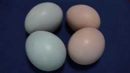 오늘의 TV | 온에어 | 전 국민의 평생학교 EBS 부모-생활보감 [누룩재 마을 귀촌 부부의 특별한 설날]