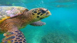 오늘의 TV | 온에어 | 전 국민의 평생학교 EBS 세계테마기행 [매혹의 보물섬! 인도네시아 - 제1부. 푸른 바다의 전설, 롬복]