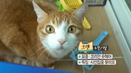 오늘의 TV | 온에어 | 전 국민의 평생학교 EBS 고양이를 부탁해 [크랜의 모두 잠든 후에]