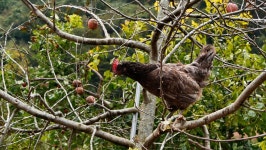 오늘의 TV | 온에어 | 전 국민의 평생학교 EBS 아주 각별한 기행[김락훈의 최고의 식재료  3부. 청계의 반란]