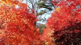 오늘의 TV | 온에어 | 전 국민의 평생학교 EBS 세계테마기행 [떠나고 싶다면 말레이시아 3부. 시간을 거슬러 믈라카·타만느가라]