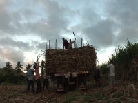 오늘의 TV | 온에어 | 전 국민의 평생학교 EBS 『세계테마기행』이동진이 찾은 남태평양, 피지! <3부> 사탕수수 농장의 노래