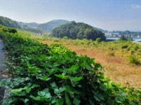 경매마당 경매정보 2022타경3368의 시세, 권리분석, 상세정보