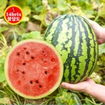 안전 포장 경북 우곡 정품 꿀 수박 4kg 13,800원부터 - 티몬 마이너 갤러리