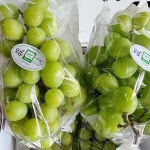 샤인머스켓 싸다 - 미니PC 마이너 갤러리