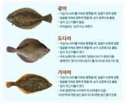 광어 도다리 생김새가 비슷해 늘 헷갈리는데요 구별 법이 있을까요? | 궁금할 땐, 아하!