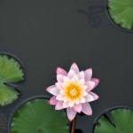 Max354 #1 이미지, 사진, 상업적 이미지사이트 - 123RF