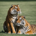 Gopher and tiger great love - AI 이미지 생성기 프롬프트
