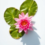 Max354 #1 이미지, 사진, 상업적 이미지사이트 - 123RF