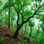 Forest in monsoon. Natural image - AI 이미지 생성기 프롬프트