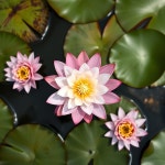 Max354 #1 이미지, 사진, 상업적 이미지사이트 - 123RF