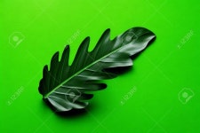 Monstera는 복사 공간이 있는 색상 배경에 둡니다. 로열티 무료... Image 119139997 Monstera는 복사 공간이 있는 색상 배경에 둡니다.
