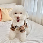 강아지 패션 > 클래식 체크패턴 라운드 카라 원피스 명품강아지옷 푸들옷 | 오늘의집 쇼핑 클래식 체크패턴 라운드 카라 원피스 명품강아지옷 푸들옷