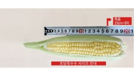 [팜스] 특품 달콤아삭 애플초당옥수수 10개