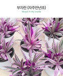 부자란 (중형) - 마이플랜트