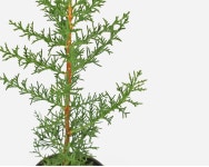 사이프러스 (소품) | 마이플랜트