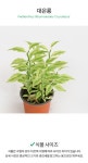 대은룡 다육 (소형) | 마이플랜트