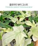 플로리다 뷰티 고스트 (소형) | 마이플랜트