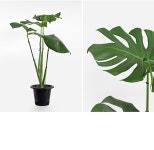 몬스테라 (중대형) - 마이플랜트