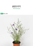 솔잎도라지 (소형) - 마이플랜트 솔잎도라지  (소형) - 마이플랜트
