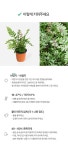 트란카툴라 고사리 (소형) | 마이플랜트