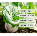 베이비 청경재 | 마이플랜트