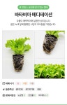 바타비아 메디테이션 1개 - 마이플랜트