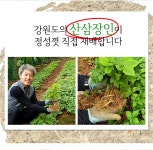 [티몬] 산에서 키운 야생 새싹삼 스테미너에는 인삼이 최고~ - 뽐뿌:MD뽐뿌 [티몬] 산에서 키운 야생 새싹삼 스테미너에는 인삼이 최고~
