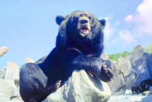 동방 곰 목장 티켓 할인, 운영 시간, 후기 [2026년] | Trip.com