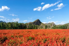 사계절 꽃의 바다 티켓 할인, 운영 시간, 후기 [2026년] | Trip.com