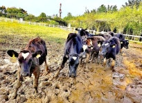 야생 유기 목장 티켓 할인, 운영 시간, 후기 [2026년] | Trip.com